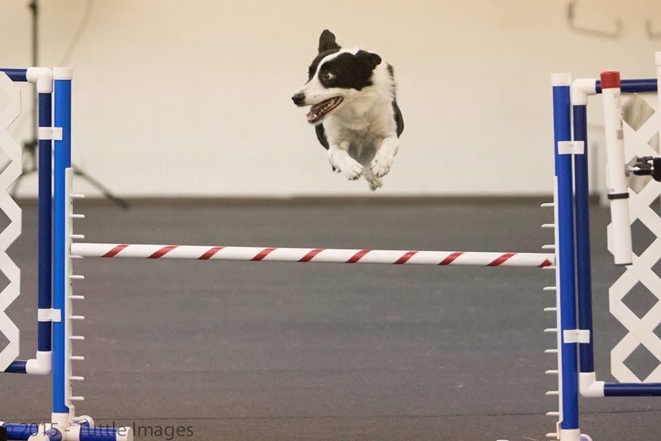 Dog working on agility obstacle