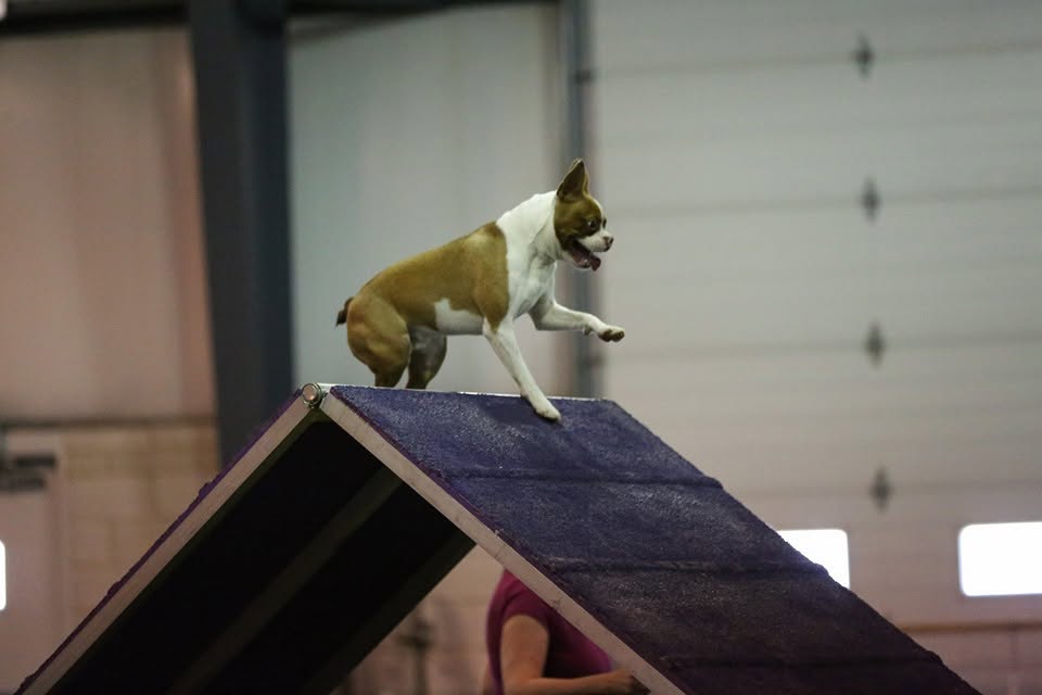 Dog training class